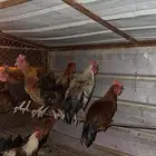 ديكه عربي