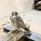 شبوط
