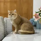 برتش شورت هير