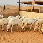 رخال حبص دفيع قريبهه وتولد
