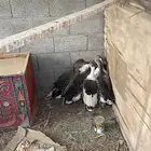 وز ا