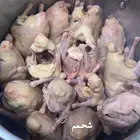 زغاليل ذبح يوم الاحد