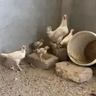 أنباع