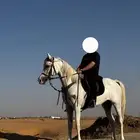 فرس شعبية تنافس الواهو