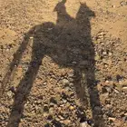 مطلوب خيل شعبي