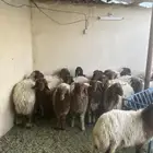 خرفان ورخال طيبات بلحيل ويجود تفريد