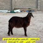رخال هجين