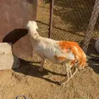 فرير للبيع