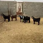جفرات طيبه