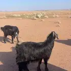 للبيع عنز حليب سدس