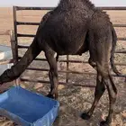 قعود قصب طيبب