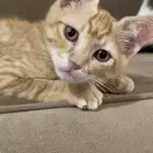 قطتين صغار للتبني