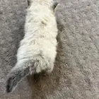 قطة شيرازيه