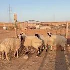 ثنوات العدد 5 ( بريدة)