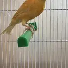 ذكر كناري تغريد