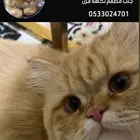 قط مفقود