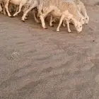 رخال دفيع حصيب