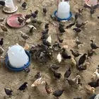 صوص دجاج بلدي نضيف جدا العمر من شهر إلى شهر ونصف