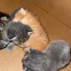 قطط للبيع سكوتش