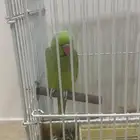 دره أنثى جاهزه للتزوج