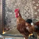 ديوك فرنسيه
