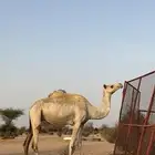 سودانيه لقحه