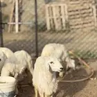رخال شرط