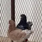 للبيع جوز كنق اصلي