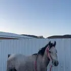 حصان شعبي كفو