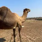 بعير فحل ساحلي