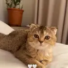 قطط سكوتش قولد بيور