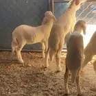 5رخال كفو ونظاف