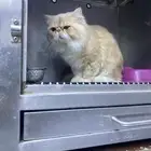 قطط هاف بيكي بكى فيس بيور