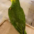 دبل يلو هيد امازوني متكلم هدد