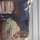 تيس هولندي