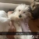 كلبتين مهجن شينزو و شي واوا