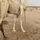 ناقه حايل طيبه