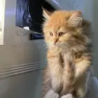 قططط كيتن شيرازي للبيع