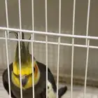 طير كروان ذكر للبيع