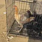 دجاجه باكستانيه