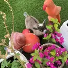 ماعز قزمي لعوب مع الاطفال