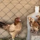 للبيع دجاجه بفروخها