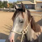 حصان عربي