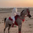 حصان شعبي العمر 5