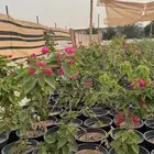 شتلات جهنميه كف مريم فيكس بنغالي تكوما نيم وايتكس
