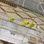 عصافر الحب للبيع