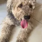 كلب أليف جدا  ولعوب عمره سنه الاسم بوبي
