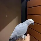 فرخ كاسكو فاخر   أليف ما يعض  متكلم  ومعاه شبك وألعاب