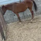 فرس شعبيه لقحه