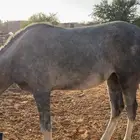 حصان شعبي العمر سنتين وست شهور